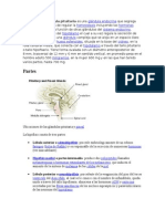 La Hipófisis o Glándula Pituitaria Es Una Glándula Endocrina Que Segrega Hormonas Encargadas de Regular La Homeostasis Incluyendo Las Hormonas Tróficas Que Regulan La Función de Otras Glándulas Del Sistema Endocrino