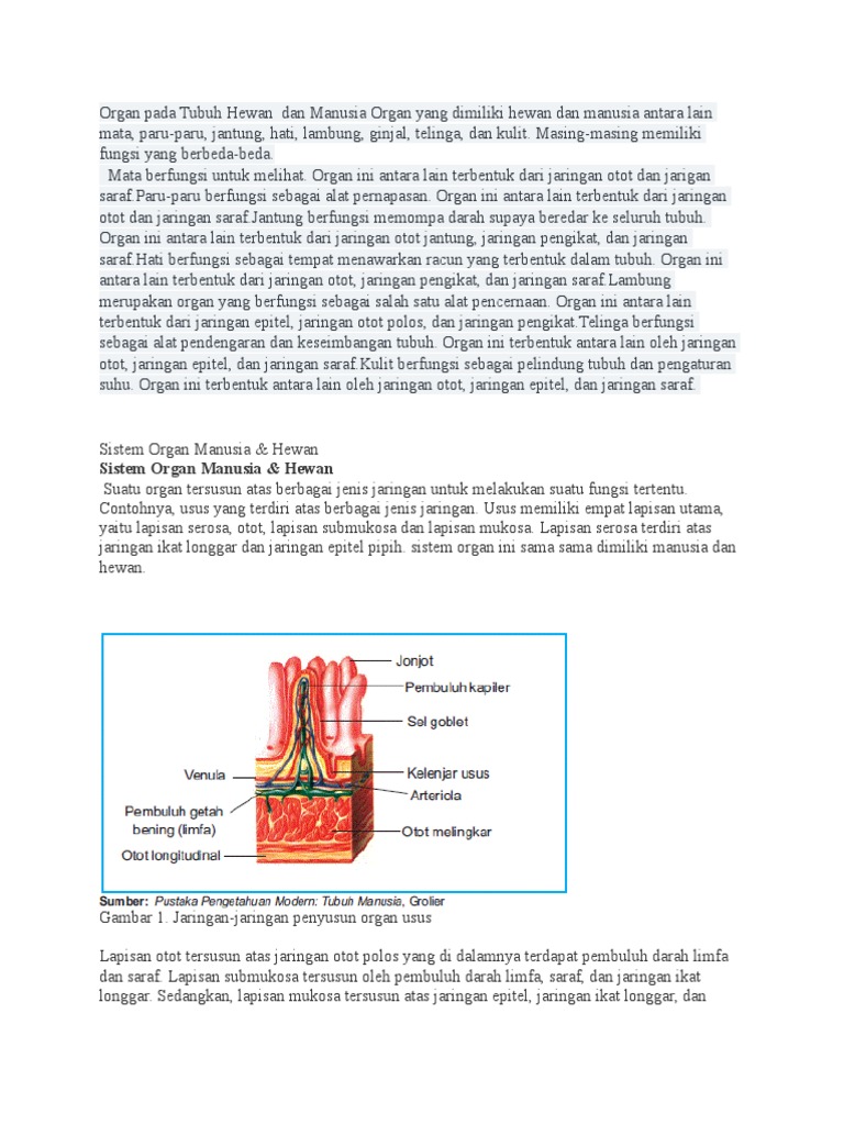 Jaringan Dalam Tubuh Hewan Yang Berfungsi Sebagai Alat Jaringan Dalam Tubuh Hewan Yang Berfungsi Sebagai Alat