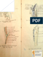 Thigh Anatomy PDF