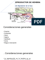 Fisiología de La Hembra bovina