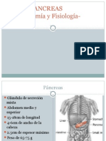 anatomia y fisiologia de pancreas