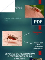 Plasmodium - Anopheles