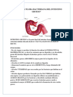 intestino grueso.docx