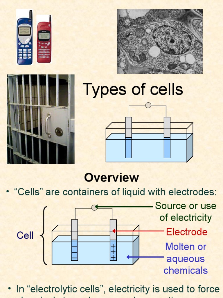 Cell Types | PDF | Science & Mathematics