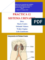 (Lab) Histologia - Sistema Urinario