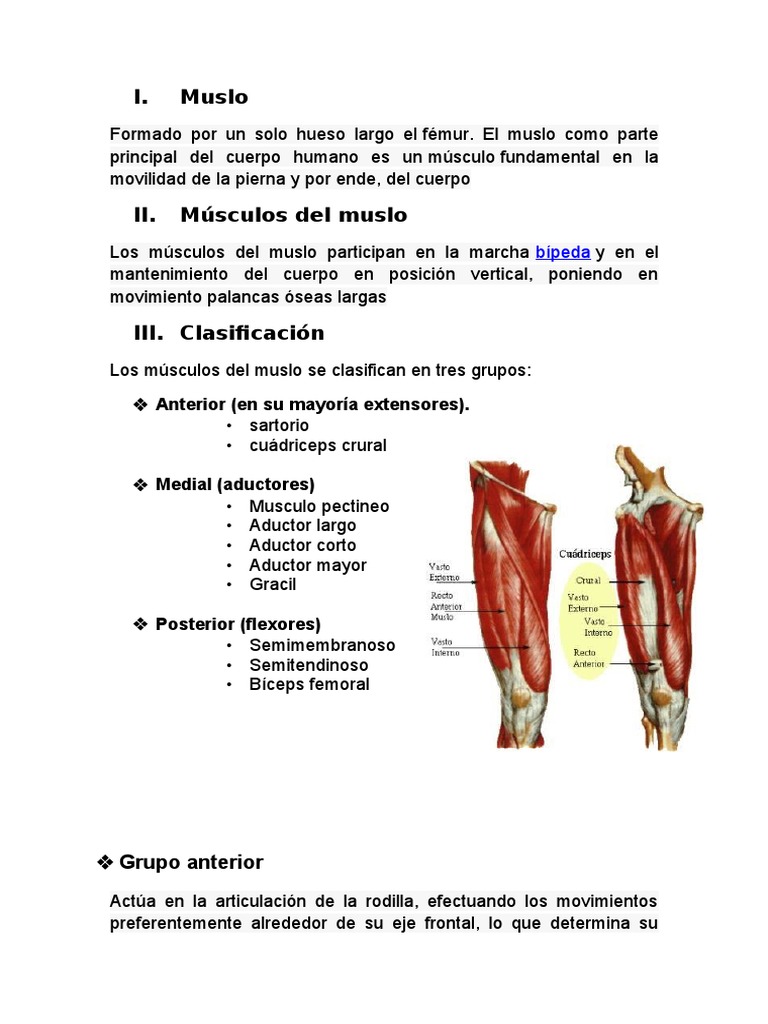 Anatomía y Función del Muslo Humano | PDF | Anatomía humana | Sistema ...