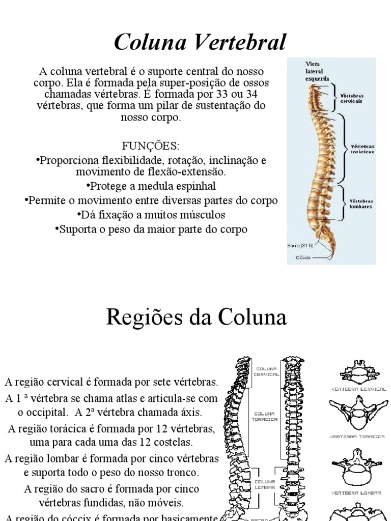 Funções e Anatomia da Coluna Vertebral | PDF | Coluna vertebral | Vértebra