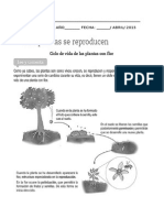 Germinación de Plantas