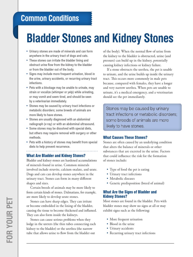 Bladder Stones and Kidney Stones: Common Conditions | PDF | Urinary ...