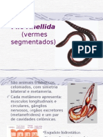 Biologia: Filo Anelida