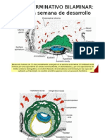 Desarrollo de las vellosidades y membranas fetales en la 2da semana