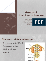 Anatomi Uro