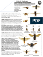 Ficha de Identificacao Vespa Velutina 1