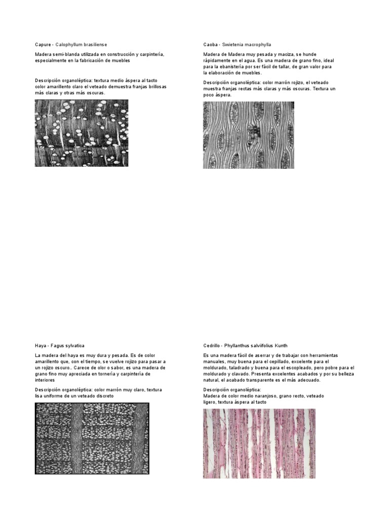 Muestrario de maderas | Eucalipto | Madera
