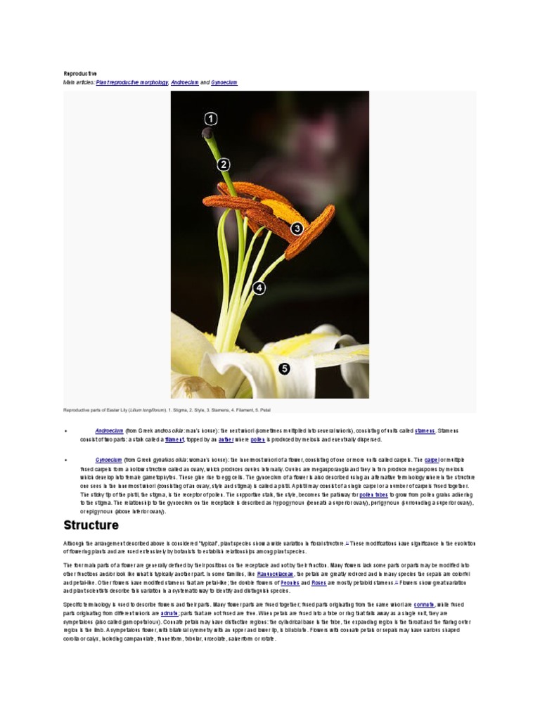 Structure Plant Reproductive Morphology Androecium Gynoecium PDF