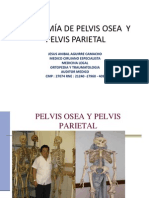 Anatomia de La Pelvis DR Jaac PDF