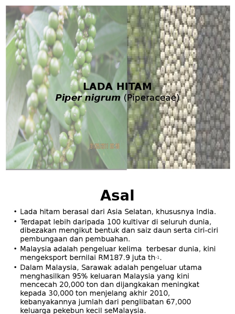 Lada Hitam Pdf
