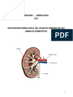 Exploracion Semiologica Aparato Urinario Animales Domesticos PDF