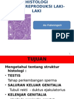 Histologi Reproduksi Laki-Laki