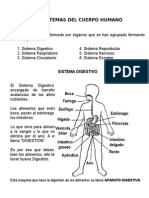 Sistemas Del Cuerpo Humano