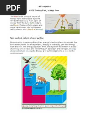Igcse Biology Notes | PDF | Food Web | Carbon Dioxide