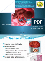 Placenta Humana