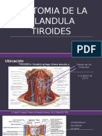 Anatoma Dee La Glandula Tiroides