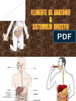 Anatomia Sistemului Digestiv