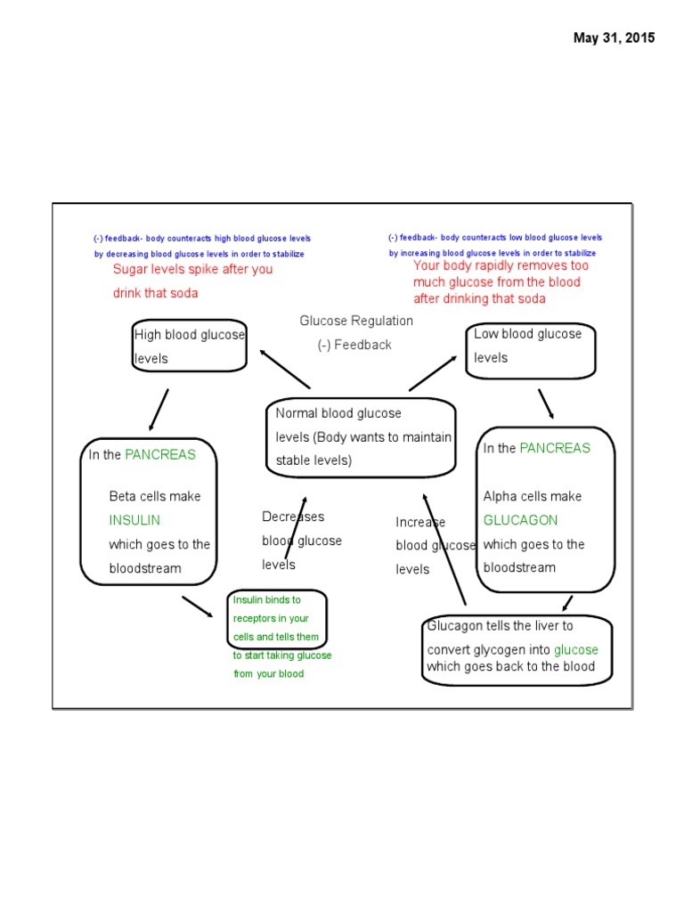 Glucose Regulation Pleted Concept Map