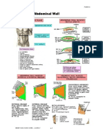 Anterior Abdominal Wall: 04 Abdomen Anatomy