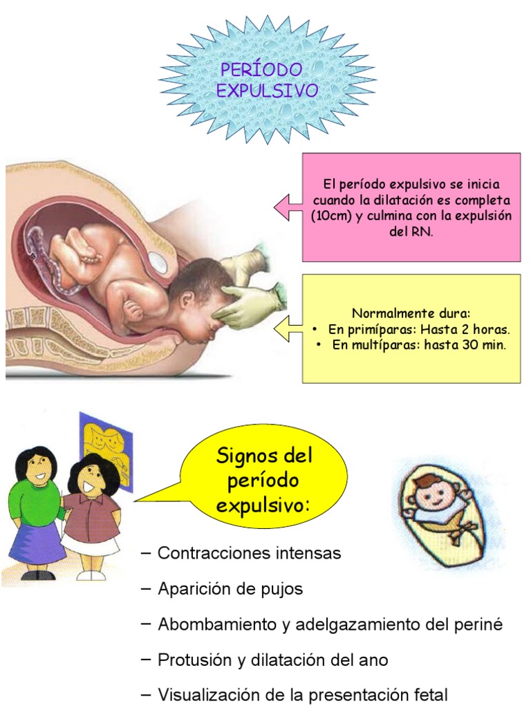 fases-del-per-odo-expulsivo-en-el-parto-pdf-placenta-parto