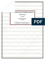 Summary of Morphology of Gram Positive and Negative Bacteria