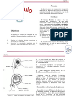 placenta humana