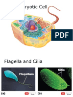 2-2 The Eukaryotic Cell