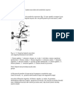 Lanturi Muscularea Ale Membrului Superior