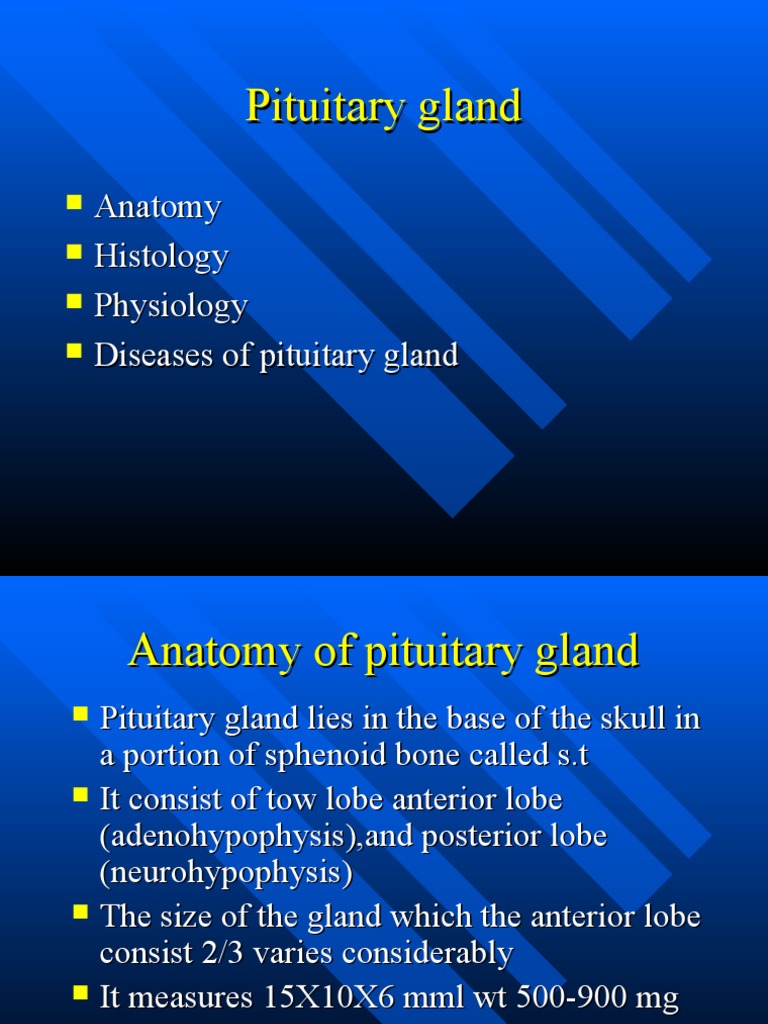 Pituitary Gland | PDF | Endocrinology | Human Anatomy