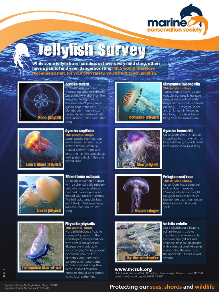 Marine Conservation Society Jellyfish Guide | Animal Taxonomy