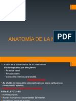 Anatomia Nariz