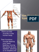 The Muscular System