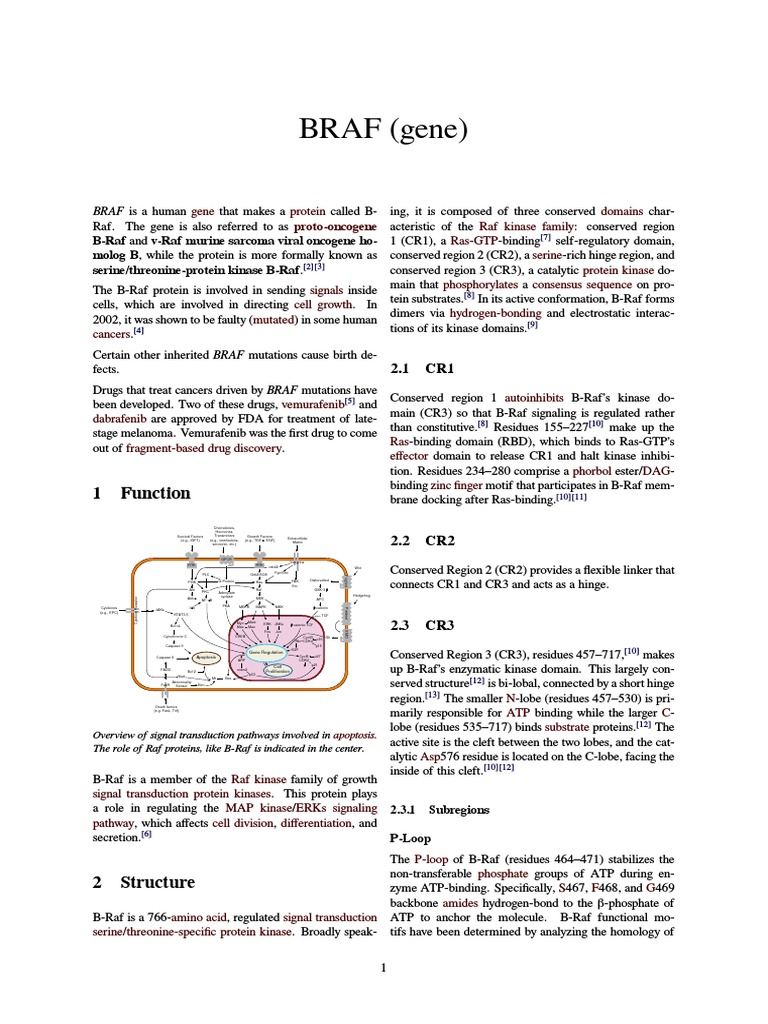 BRAF (gene) Biochemistry Proteins