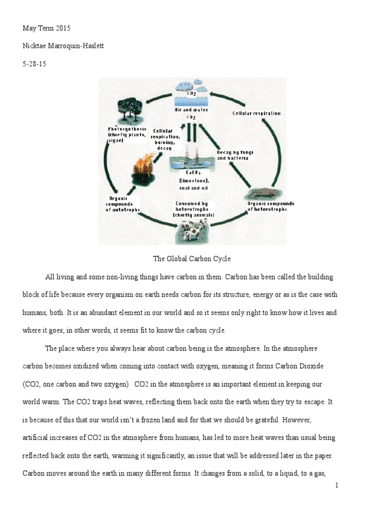 The Carbon Cycle | PDF | Carbon Cycle | Carbon Sink