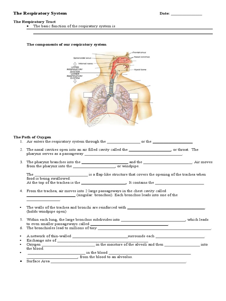 guided notes respiratory system Respiratory Tract Respiratory System