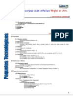 878acrocarpus Fraxinifolius PDF