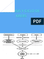 Glicolisis y Ciclo de Krebs