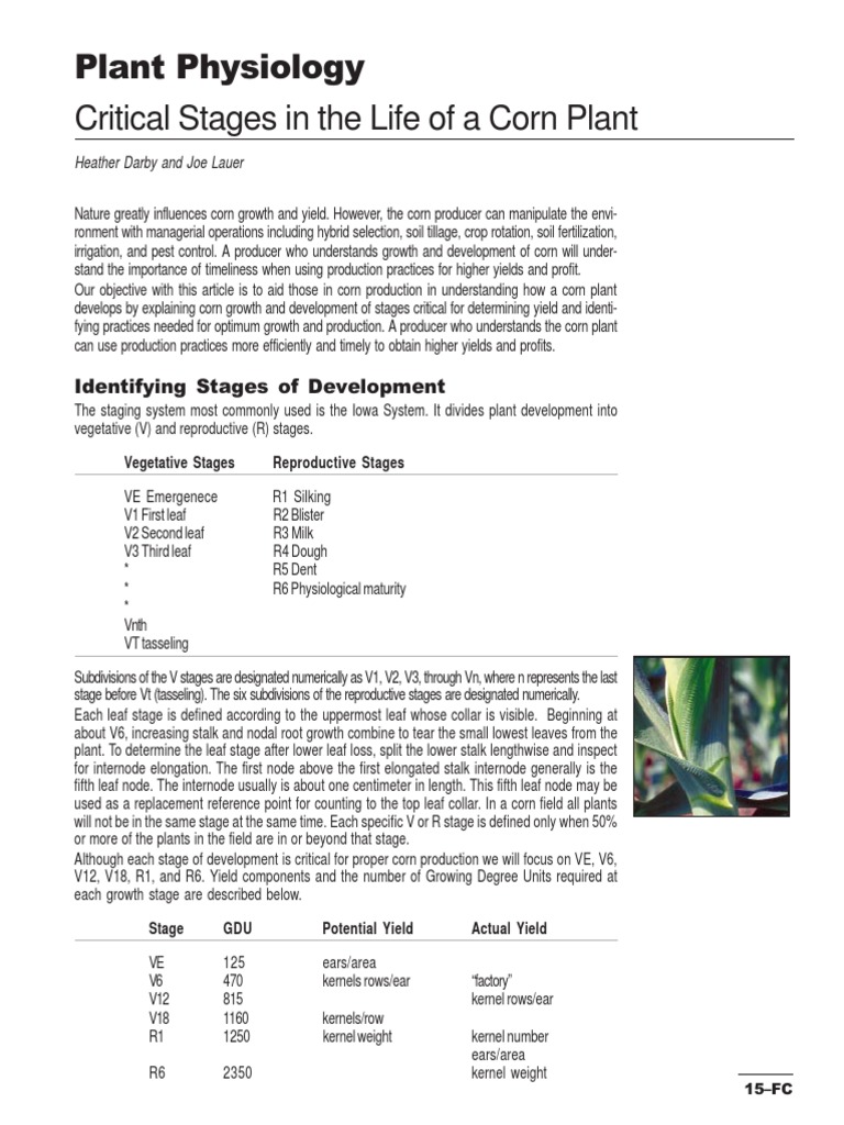 Corn Growth Stages and Management Guide | PDF | Seed | Maize