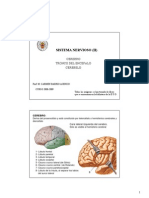 Sistema Nervioso (II)