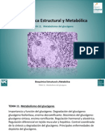 Tema 11. Metabolismo Del Glucogeno