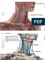 Capa Endocrina y Respiratoria