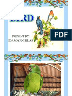 Birds.ppt