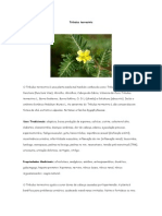 Tribulus Terrestris